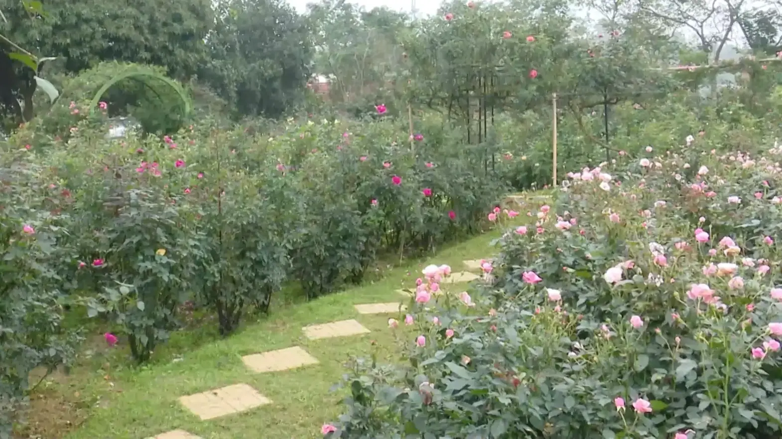 Hương sắc ven đô | Vườn đô thị | 12/10/2025